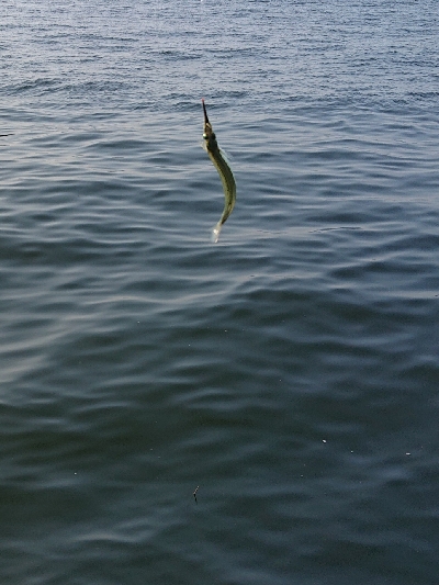 初めてのサヨリ釣り