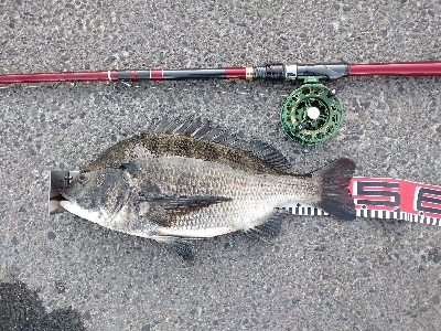 暑い中、諦めずに黒鯛ゲット！