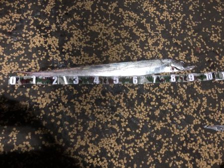 陸っぱりからまさかの銀色サイボーグ