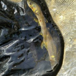 安曇川広瀬で友釣り