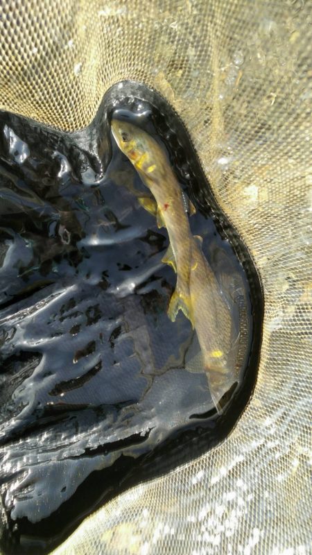 安曇川広瀬で友釣り