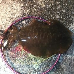 メバリング 岡山 沙美周辺 メバリング メバル 陸っぱり 釣り 魚釣り 釣果情報サイト カンパリ