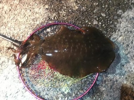 ヒイカエギング