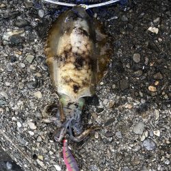 県南で400ぐらいの泥障烏賊