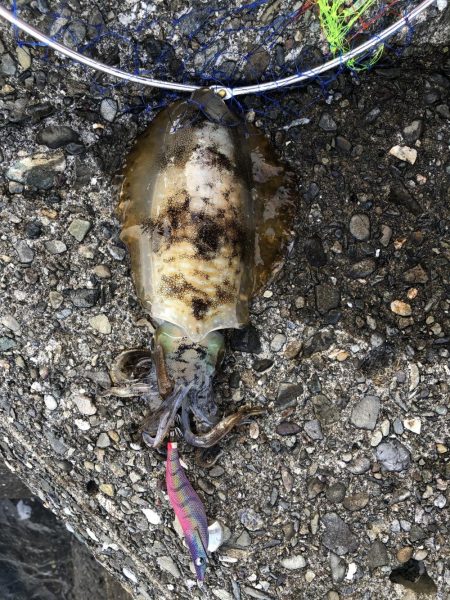 県南で400ぐらいの泥障烏賊