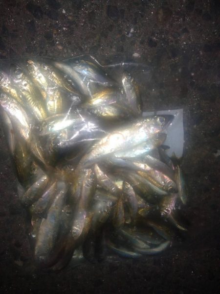 トリックサビキ