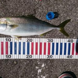 ショアジギ&飲ませ