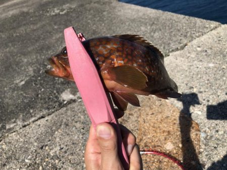 降りて歩いた甲斐が有りました！