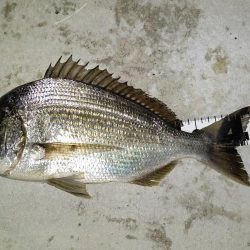 アジがいないなら他の魚で満足する