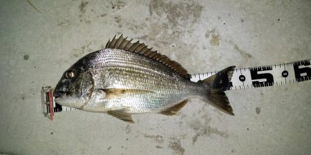 アジがいないなら他の魚で満足する