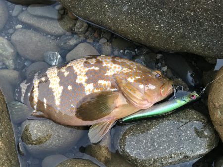 ゴロタサーフでキジハタ