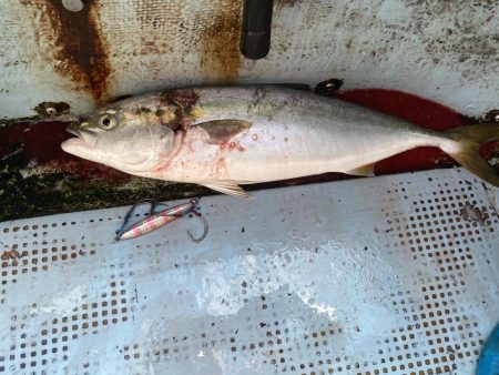 ハマチサイズ好調