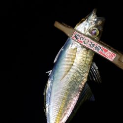 夕まずめからの~