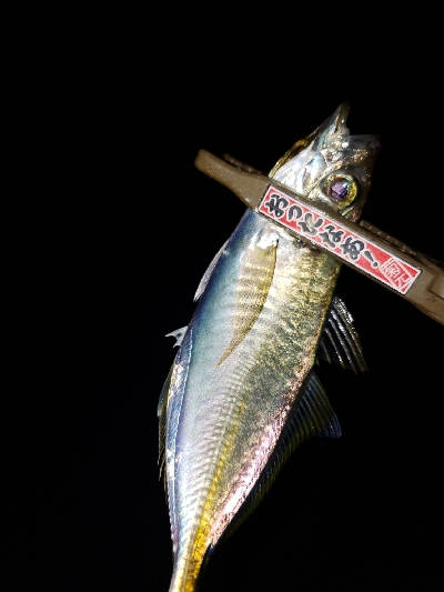 夕まずめからの～