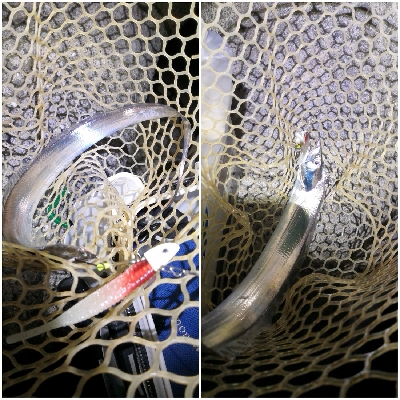 太刀魚来てます