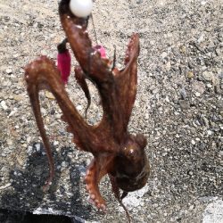 タコもまだもう少し