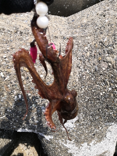 タコもまだもう少し