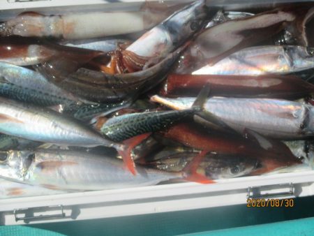 アジ、サバ、スルメイカ　クーラー満タン(^_-)-☆