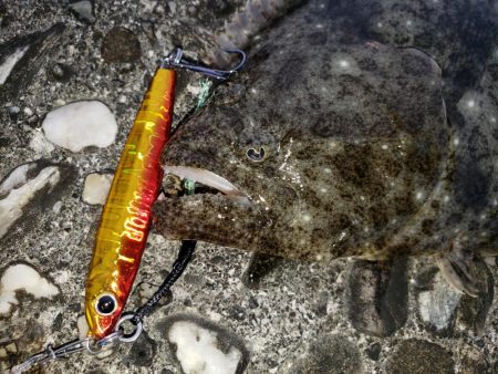 夕マズメで2ヶ月振りのヒラメ