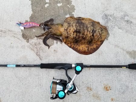 エギング　高知　福島港え