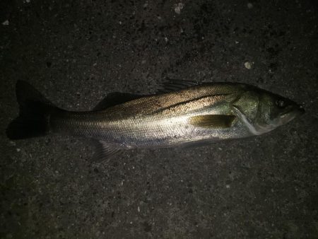 シーバスナイトゲーム