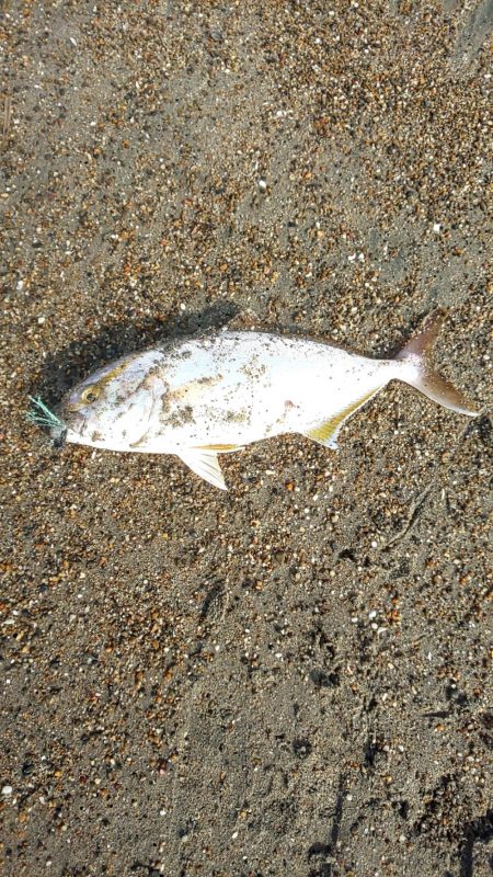 初 ショゴ‼️…