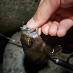 仕事の合間にアジング