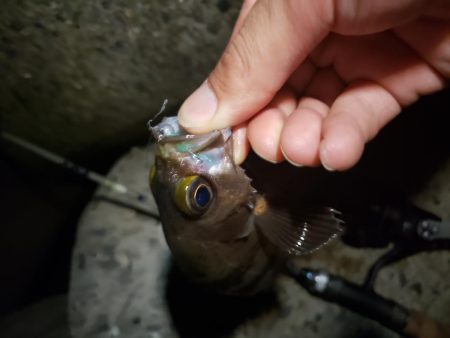 仕事の合間にアジング