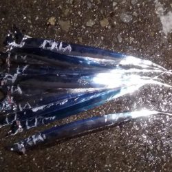 タチウオ接岸中