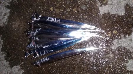 タチウオ接岸中