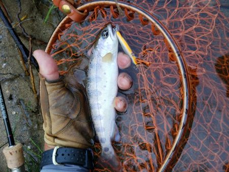 7寸まででした。