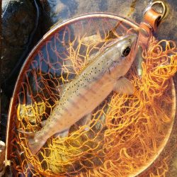 渇水で低活性( ノД`)…