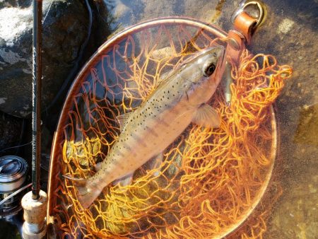 渇水で低活性( ノД`)…