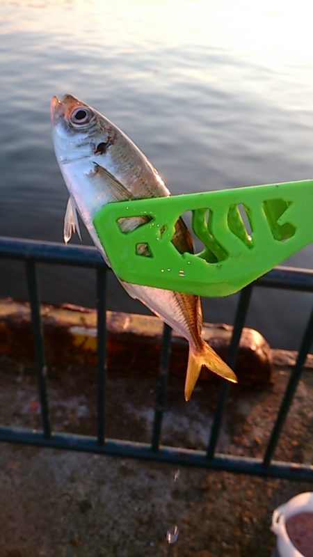 夏休みファミリーフィッシング