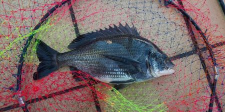 炎天下　マズメ勝負　～さざなみ公園～