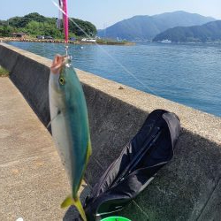 音海大波止 エギング 陸っぱり 釣り 魚釣り 釣果情報サイト カンパリ