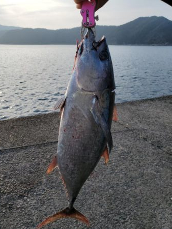 魚種たくさん。