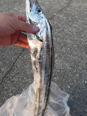 太刀魚探して