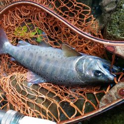 泣き尺( ノД`)…