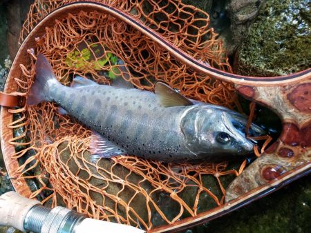 泣き尺( ノД`)…