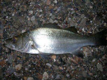 サーフ絡みでトップウォータープラグにヒラセ…