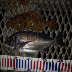 サビキでアジ&ヒラメ!かご釣りでチヌ!