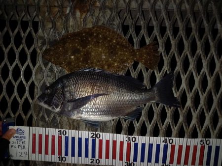 サビキでアジ&ヒラメ!かご釣りでチヌ!