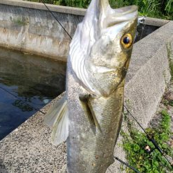 シーバス釣果