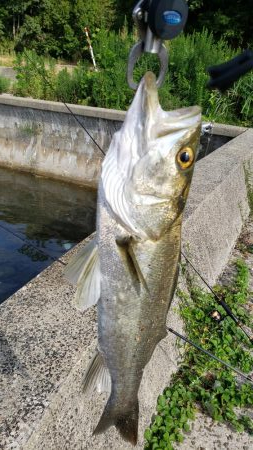 シーバス釣果