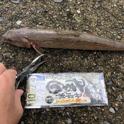 豆アジで呑ませ