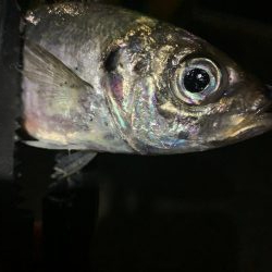 アジング(中アジ)