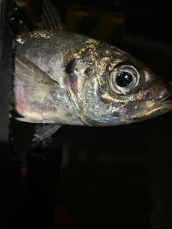 アジング(中アジ)