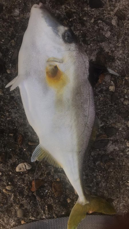 ショアジギング