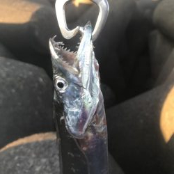 人生初太刀魚でした!